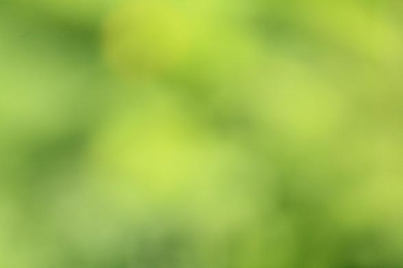 Vihreän eri sävyjä (vihreää kasvillisuutta ilman tarkennusta kuvattuna).