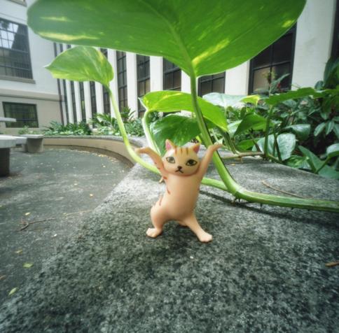 Photograph of a toy cat under a leaf taken with a lensless camera.