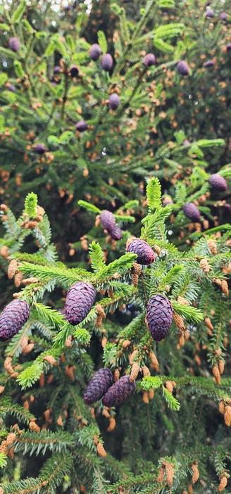 Purple cone spruce tree covered in purple cones & brown seeds.