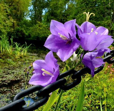 Purple bellflowers, leaning against black chainlink, with a pond & aquatic plants in the background.