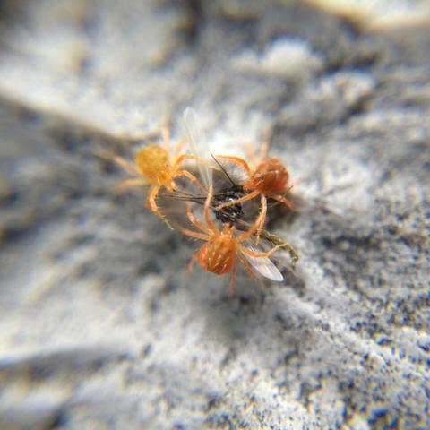 Three whirligig mites, squat mites in varying shades of red-orange with spiky hairs and a starburst of legs, face off around a dead midge.