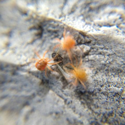 The next moment, motion blur as they all move.