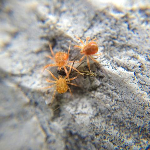 The yellow-orange mite and the light orange-red mite face off, front legs spread, while the darker red-orange mite grips a midge leg in its mouthparts.