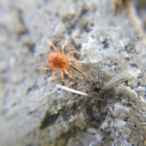 The winner, the darker red-orange mite, feeds on the midge while dragging it around by the end of the abdomen lest anyone else try to steal it.