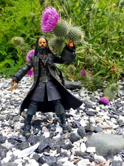 Jack Sparrow figurine standing on rock & broken shells beach. His left hand is holding up a pink & green prickly thistles flowering plant.