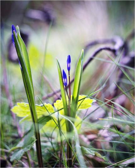 Spring flowers with a very shallow depth of field