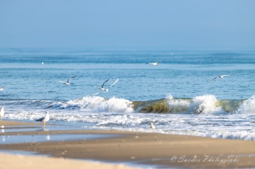 "The photograph portrays a tranquil coastal setting. The sandy beach stretches out toward the viewer, meeting the gentle waves that lap against the shore. The water is a soothing blend of blues and greens, reflecting the clear sky above. In the foreground, several seagulls glide gracefully through the air. Their wings outstretched; they appear to dance effortlessly above the water. The overall ambiance is one of calmness and natural beauty, with the rhythmic sound of the waves providing a soothing backdrop." - Copilot