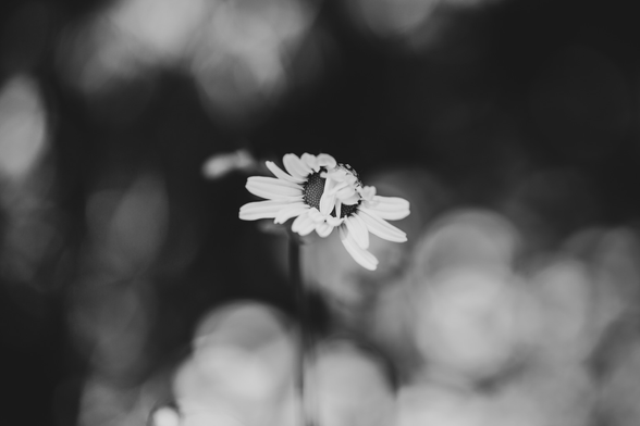 A daisy opening up in nearly full bloom shot in black and white