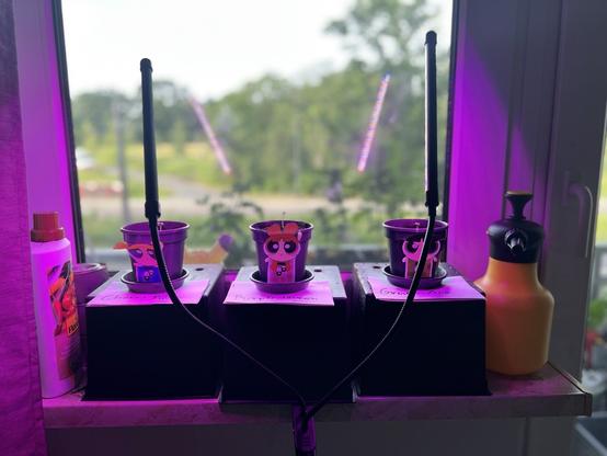 Setzlinge von Cannabis Pflanzen mit Stickern der Powerpuff Girls.