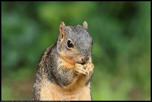 A young Fox Squirrel (Sciurus niger) was sitting up and using front paws to hold a seed to their mouth in Norman, Oklahoma, United States on May 8, 2024. There is a reflection of sky and trees in the eye of the squirrel.