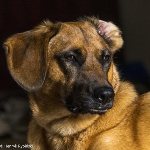 Portrait of a dog