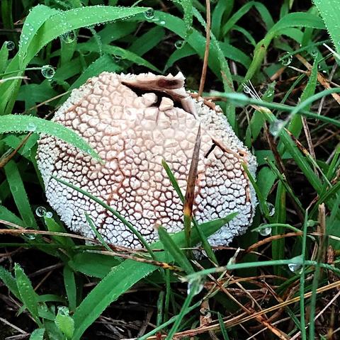 A roughly spherical beige mushroom with a crack-covered surface and a hole on top. it is surrounded by dewy blades of grass.
