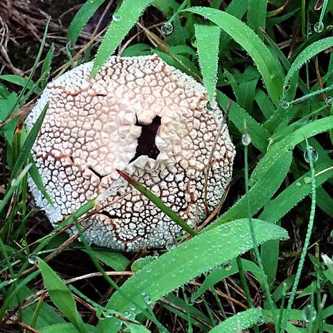 The same mushroom but viewed from directly above. It is spherical, with a surface so cracked as to look like scales, with a few bigger cracks shooting through like lightning bolts. There is a dark jagged hole in the center. Dewy blades of grass surround it.