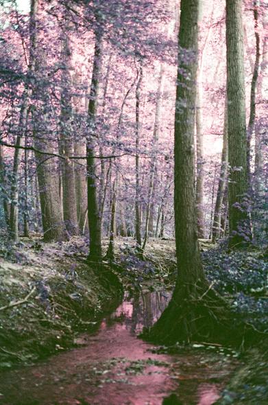 vertical shot of a forest. shot on LomoChrome Purple film which shifts greens to purple and blues to green. at the bottom of the picture a ditch of standing water is visible which disappears into the background between the trees. the surface of the water shimmers in a metallic purple hue. the trees are sparse enough such that the sky shines brightly through on the top right of the picture. the trees and undergrowth are covered in leaves in iridescent purples, teals and greens.