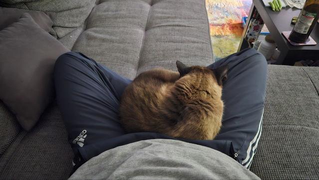 Photo I took of my legs. I'm sitting cross-legged with a brown cat curled up on my lap. The cat is a mix of various shades of brown, from light to dark.