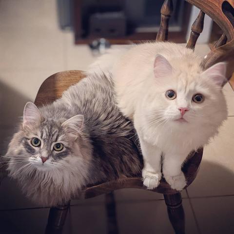 Two cats on a chair, looking up into the camera.