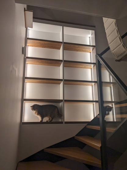 A set of empty bookshelves with a cat on one of them.