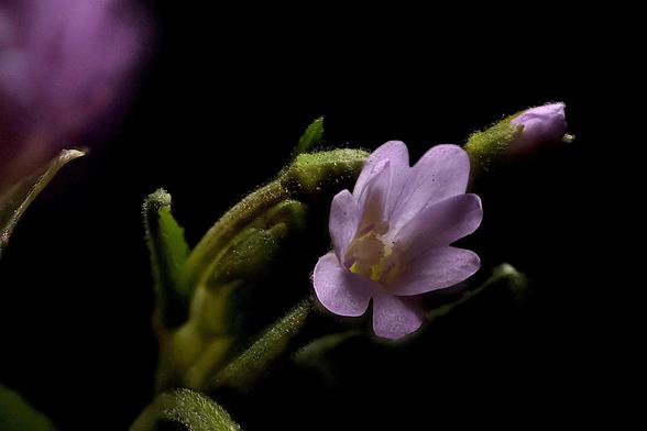 Focus Stacked Macro
Fringed Willowherb