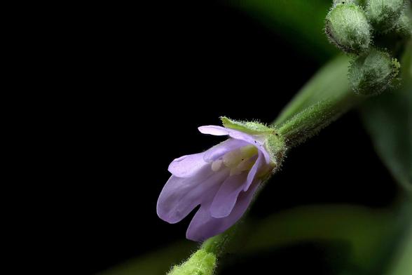Focus Stacked Macro
Fringed Willowherb