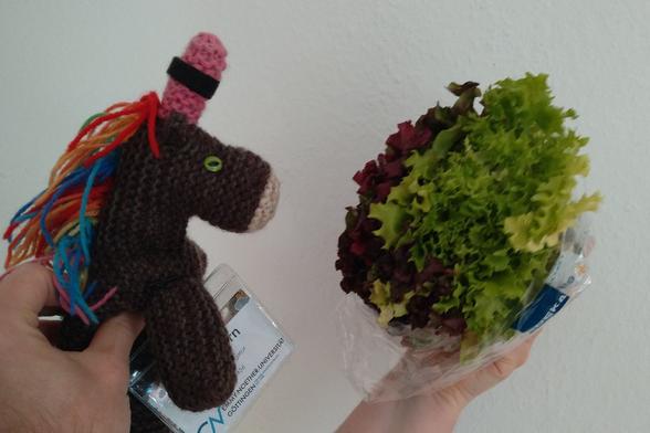 Max, das bunte Strickhorn, steht neben einem üppigen grünen Salatkopf, der verschiedene Farbtöne von Grün und Rot aufweist. Max' buntes Haar, das in Regenbogenfarben leuchtet, harmoniert überraschend gut mit den Farben des Salats. Der Salat erinnert optisch an Max' plüschigen Freund "Puschel", der ebenfalls eine auffällige und lebendige Erscheinung hat. Max trägt sein Namensschild der Emmy-Noether-Universität Göttingen stolz um den Hals, während er den Salat interessiert betrachtet.