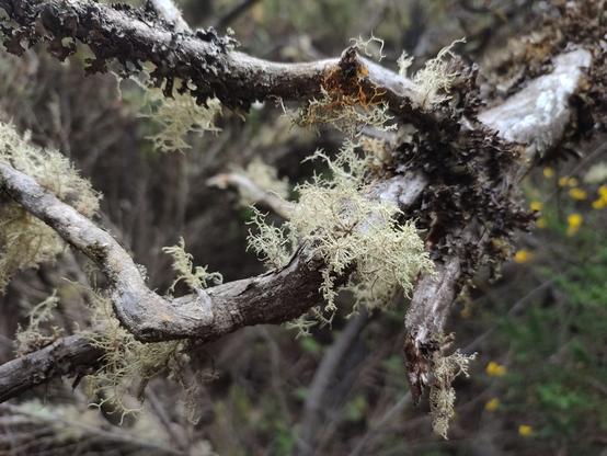 Mit hellem, weißlichem Moos bewachsener Ast eines Baums im Lorbeerwald auf La Gomera