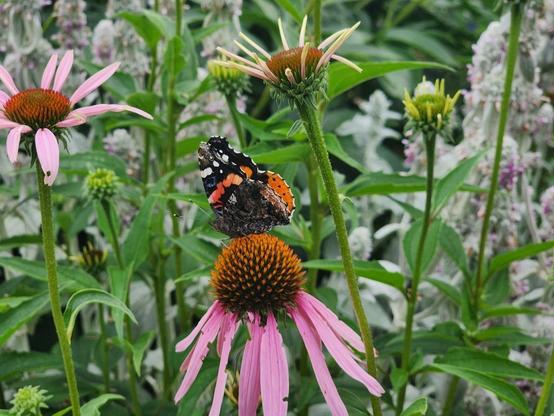 red, black and white butterfly with closed wings on flower, surrounded by other flowers