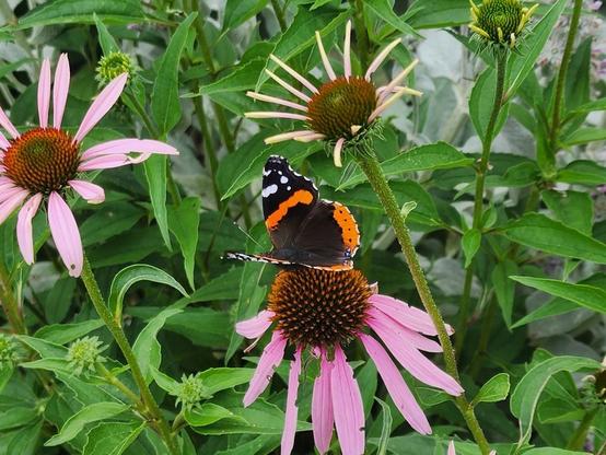 butterfly seen from above and with open wings
