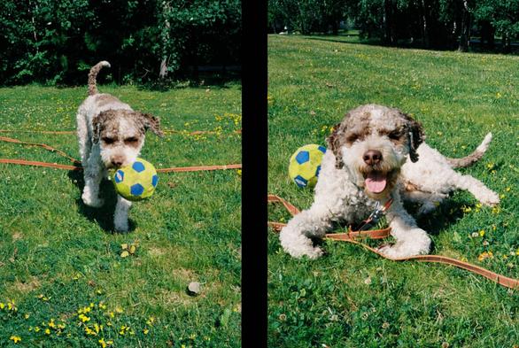 Eit diptykon av to ganske like bilde av ein kvit og brun krøllete hund i parken ein varm sommardag. I bildet til venstre kjem han gåande mot kameraet med ein liten fotball i munnen. I bildet til høgre ligg han i graset med munnen open og ballen attmed seg.