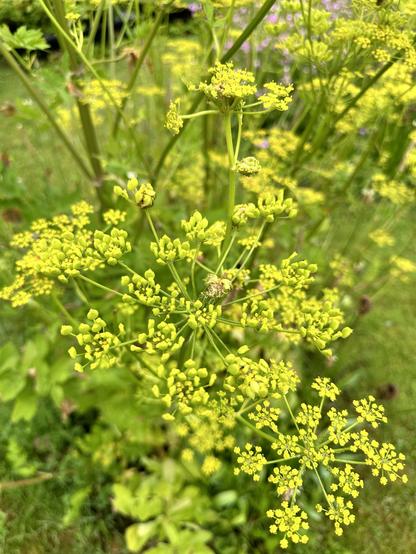 Nærbillede af en klynge gule blomster med små, tætte blomster. Grønne stængler og blade er synlige i baggrunden.