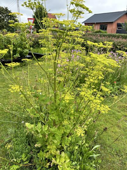 Høje grønne planter med klynger af små gule blomster i et havemiljø med huse og et vejskilt i baggrunden.
