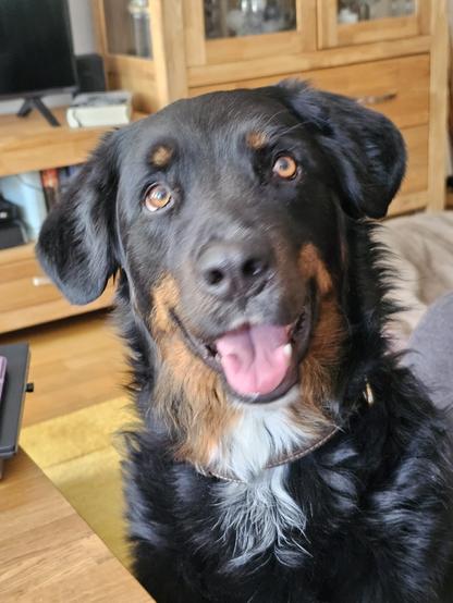 Hund Fritzi, ein schwarzer mit braunen Anteil am Hals schaut zur Kamera. Ein Appenzeller Bernersennen Mix