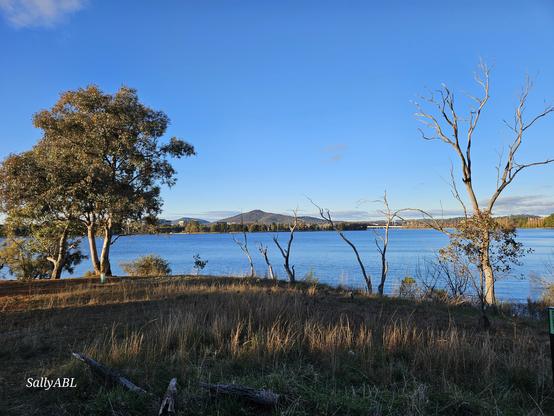 Looking towards a lake with trees scattered on the foreshore.