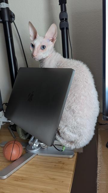Cornish Rex cat sitting on a laptop docking station, which is located right behind a laptop.