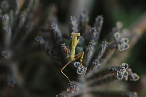 A very small mantis climbing a succulent.

The mantis is a light green. It has yellow patches and a tiny white dot on the back. The legs are veering to orange.

The succulent is grey-blue, slender and tall. The leaves are very small, also grey-blue and with reddish borders.