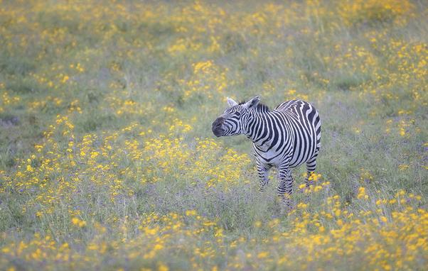 A zebra is standing and grazing amid a field of yellow wildflowers in Tanzania Africa.