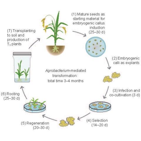 Steps in the Agrobacterium tumefaciens-mediated genetic transformation protocol for Hongmi, an elite variety of broomcorn millet.