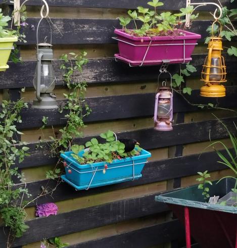 Een zwarte schutting met felgekleurde bloembakken eraan met verschillende planten erin. Tussendoor hangen stormlampjes van mijn oom. In de blauwgekleurde plantenbak in het midden zit een merel de aardbeien op te eten.