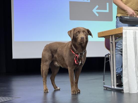 Ein wachsamer Hund auf der Bühne. Er scheint Teilnehmende mit Rubberdome-Tastatur im Rucksack entdeckt zu haben.