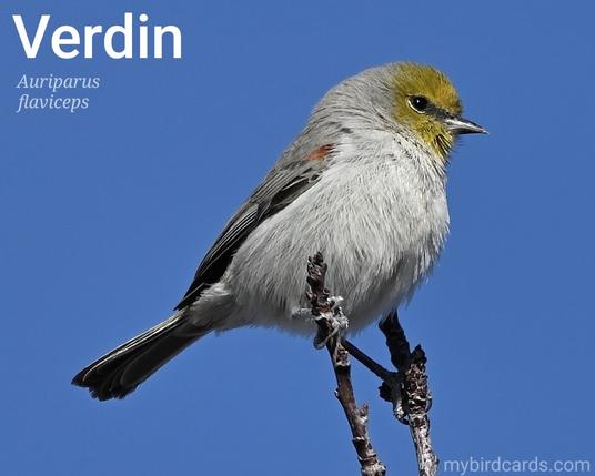 Verdin (Auriparus flaviceps). Adult. Distribution: Southwest USA into Mexico. Conservation status: Least Concern. CC: XFMA 📷: Photo by Wunderphotos1951 via Pixabay 2023

The photo shows a tiny songbird, measuring only about 11 cm (4.5 inches) long. It has a distinctive yellow head, contrasting with it's grayish-brown upperparts and pale grey underparts. Small rufous shoulder patches are also distinctive. It's short, sharp bill is perfect for probing crevices and flowers for insects.