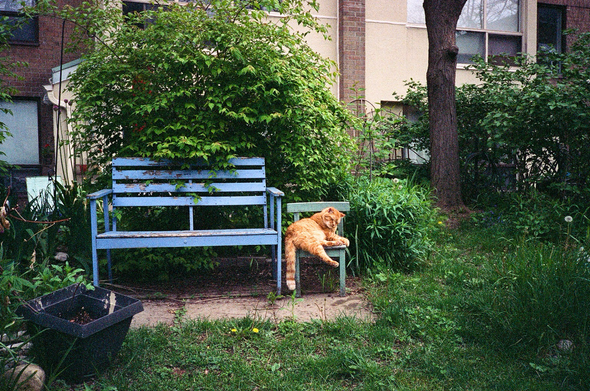 A large ginger tabby relaxes on a small green chair next to a blue wooden bench in the English garden courtyard of an apartment building.