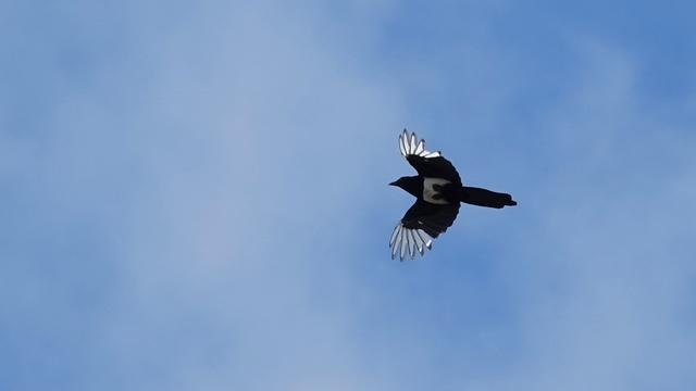 A magpie in flight seen from below against a blue and white sky. It is flying towards the left, with a black body and tail, grey chest area, and white tips on its wings.