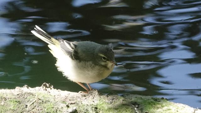 A juvenile grey wagtail perched on a mossy log with a dark and blue swirling river behind. It is standing, facing to the right, with its head grey, dark back, yellow tummy, white underneath, and stripey tail sticking out behind. Its butt is very sunlit.