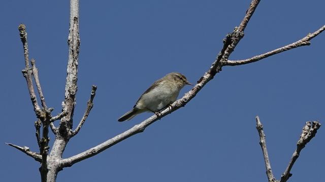 A chiffchaff perched on a white/grey branch against a blue sky, facing right, singing loudly. It has a brown back, yellow tummy and creamy under area. Its head is a light brown.