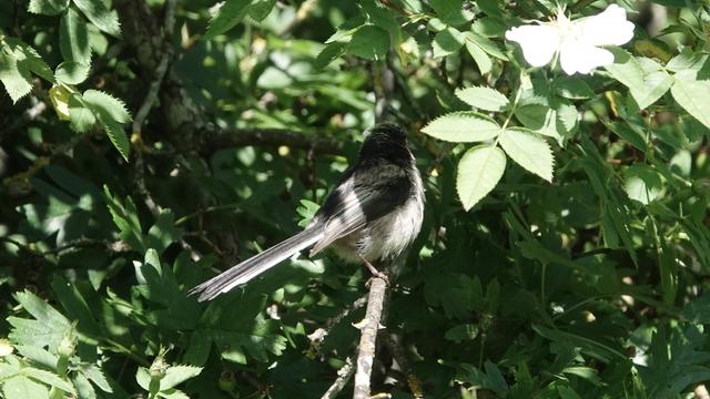 A long tailed tit vanishing on a branch into the shade of a green, leafy tree. Its tail, towards us, is grey and white. Its back is dappled black, its head dark, and under area light.