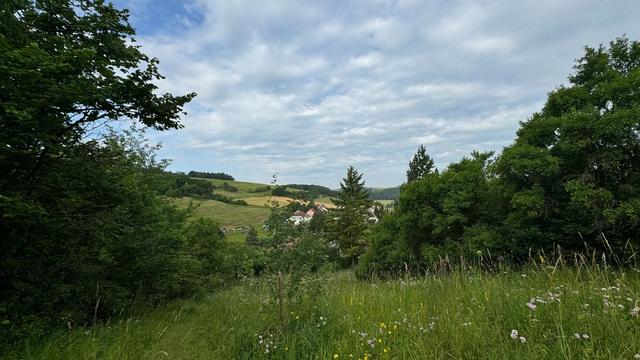 Die Aussicht auf die Blumenwiese von meinem Zelt