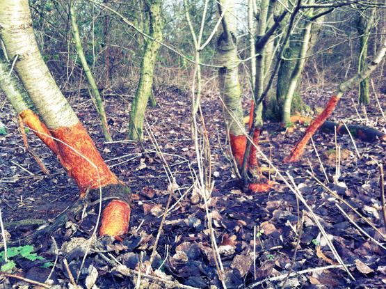 Photo of a Silver Birch woodland during autumn, the bark on several trunks has been stripped off exposing the flesh beneath