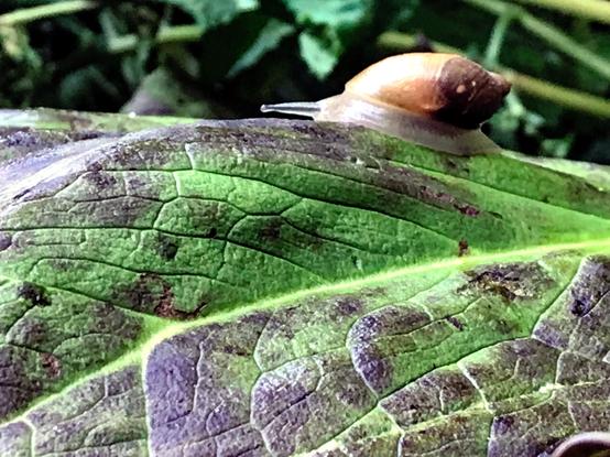 A snail with a pale translucent body and brown shell crawling leftward across a much larger green leaf dappled with dark spots.