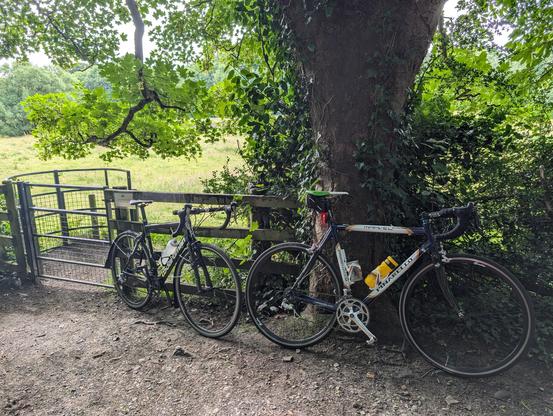 The image shows two bicycles leaning against a tree. The tree is large and leafy, and the field behind is green and grassy. In the background, there are some hills and trees.
One of the bicycles is a white Pinarello road bike. The other bicycle is a black Boardman road bike.