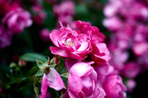 Shot of a bunch of pink roses with more pink roses blurred in the background.