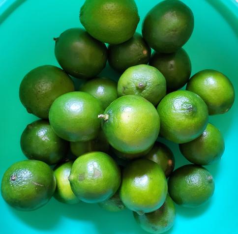 A large green plastic mixing bowl, filled with lots of freshly washed green limes.